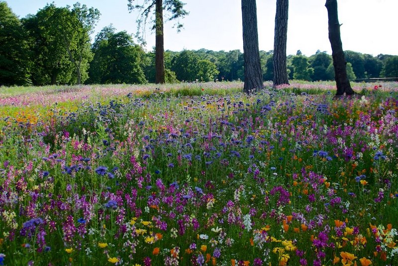"Pictorial Meadows" praderas pictoricas flores multicolor valor ornamental, profesores Nigel Dunnett,James Hitchmough 