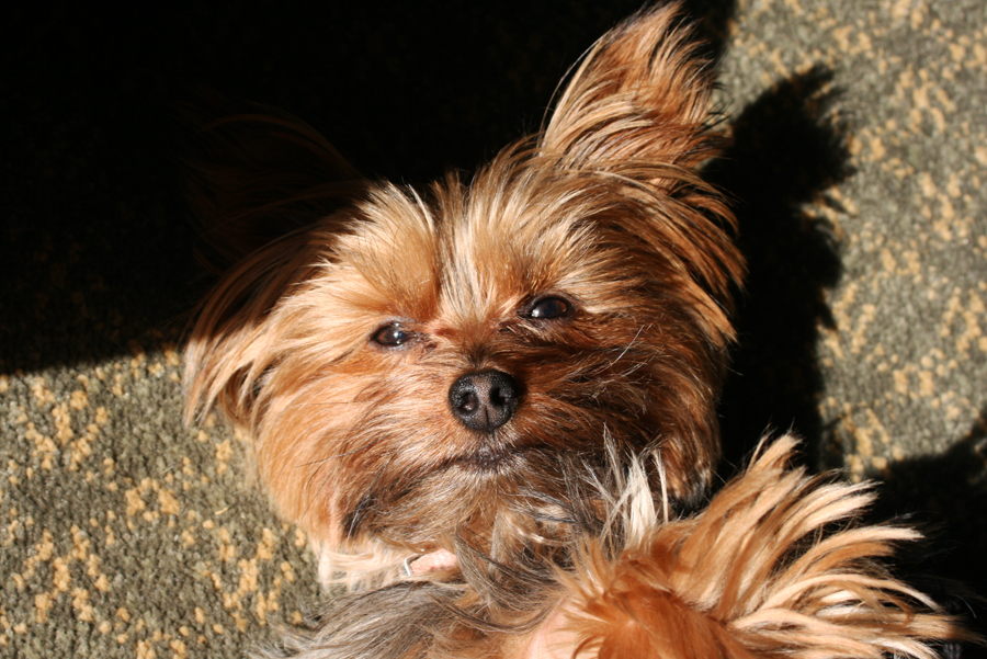 Miniature Yorkshire Terrier No Indian Summer for Chicago Yorkies