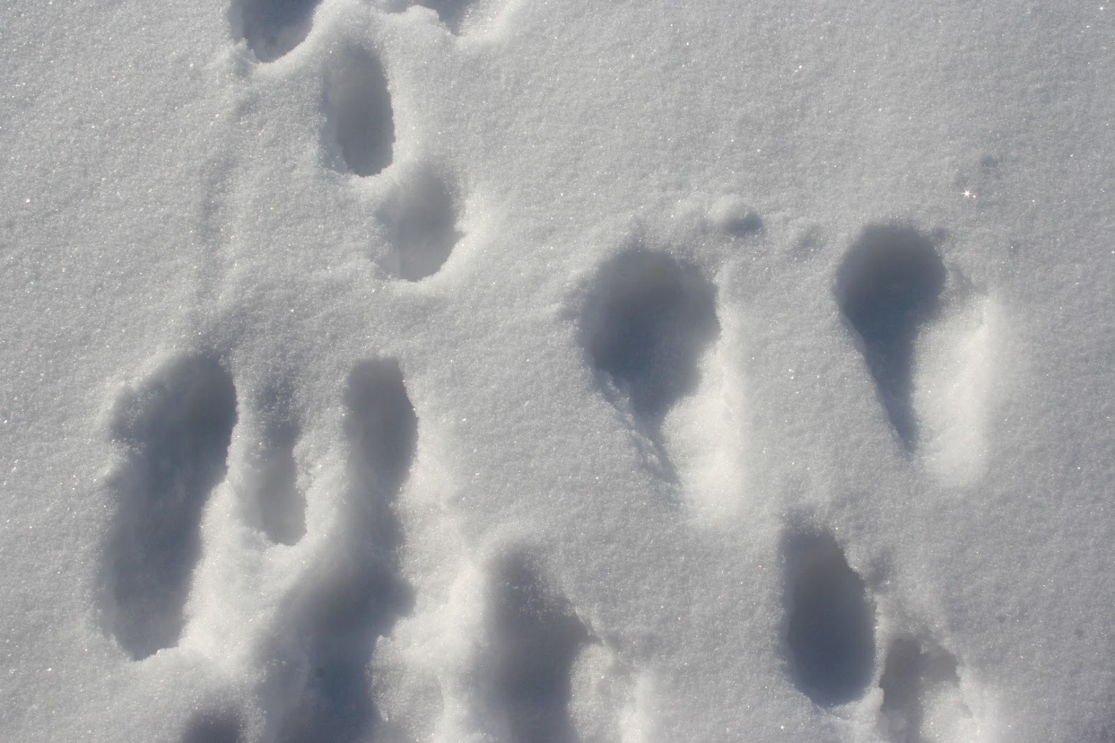 След зайца на снегу 5. Следы зайца русака. Следы зайца русака и беляка. Следы зайца на снегу. Следы зайца.