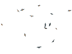 birds flying bird transparent background clipart editing crow royal fly flock photoshop pngmart flight clip autocad silhouette resolution format