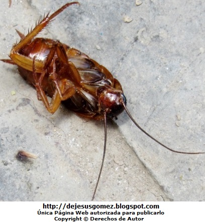 Cucaracha Foto de una cucaracha muerta donde muestra sus patas aplanadas y espinosas, foto tomada por Jesus Gómez
