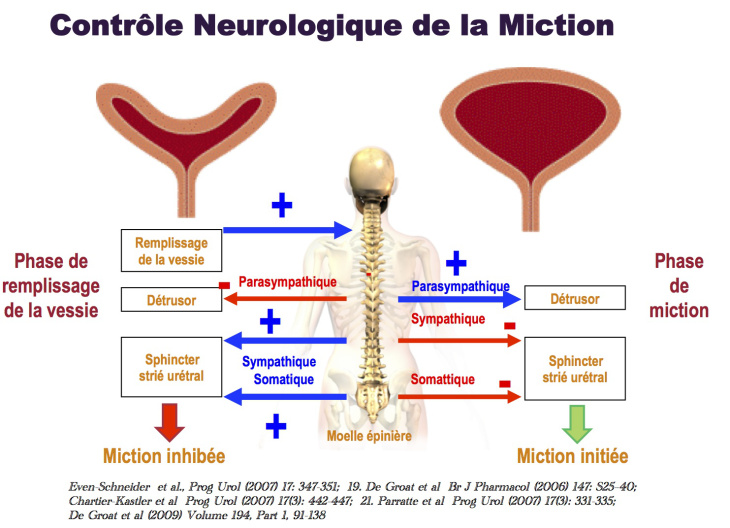 Гипоактивый мочепвой пузырь. Цистоскоп мочевого пузыря у мужчин. Микция это. Микция это. Вегетативная нервная система и кишечник.