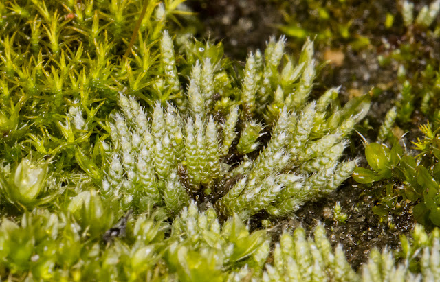 Bryum argenteum, Silver-moss. Ridgeway, Hayes. 9 March 2016. Bryum argenteum, Silver-moss. Ridgeway, Hayes. 9 March 2016.