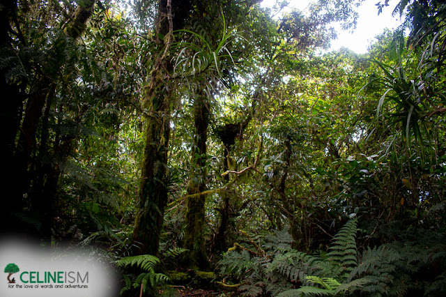 mt malindig rainforest mt malindig summit forest