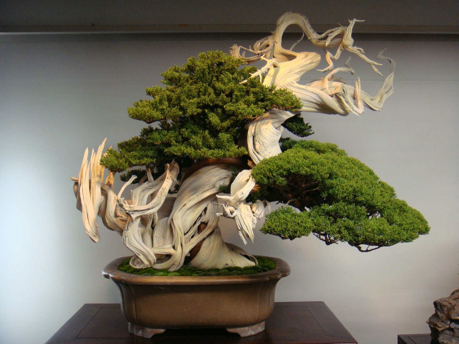 Bonsai Tree Life Expectancy About Bonsai