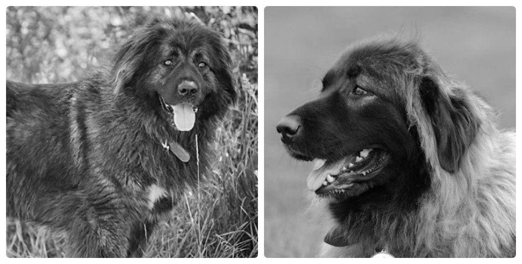 The 10 most aggressive dog breeds in the world FD 08