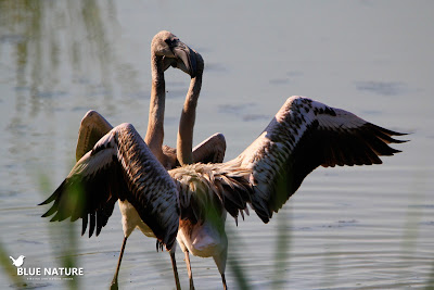 Juveniles de flamenco común (Phoenicopterus roseus) peleando. Blue Nature