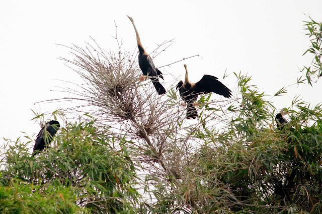 Darter birds Darter birds