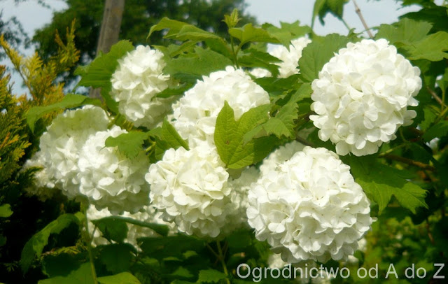 Kalina koralowa 'Roseum' Viburnum opulus 'Roseum'