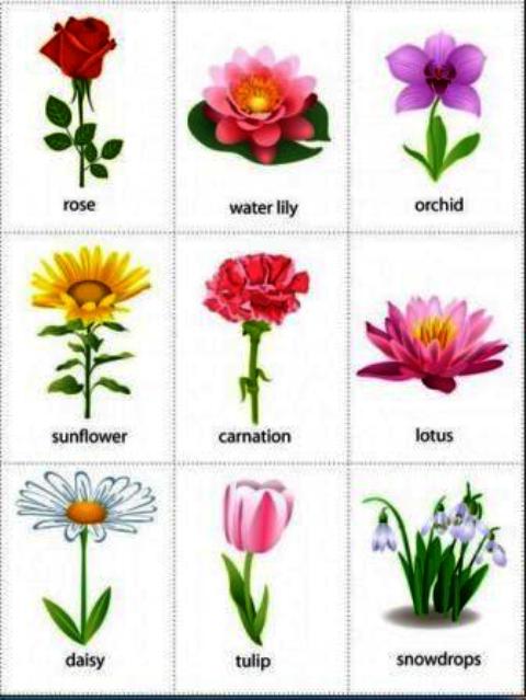 Spring Flowers Names Spring Flowers Names