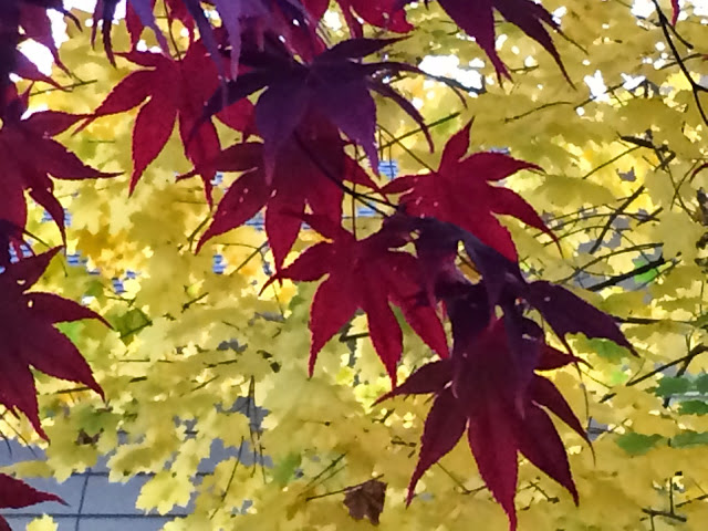 Japanese Maple  © Kim Moulder, All Rights Reserved.