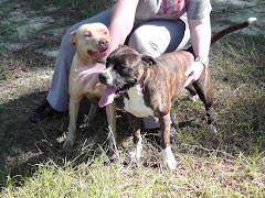 12/21/11 All dogs URGENT Carpathia Paws Rescue Asks for Your Help