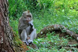 curug nangka bogor
