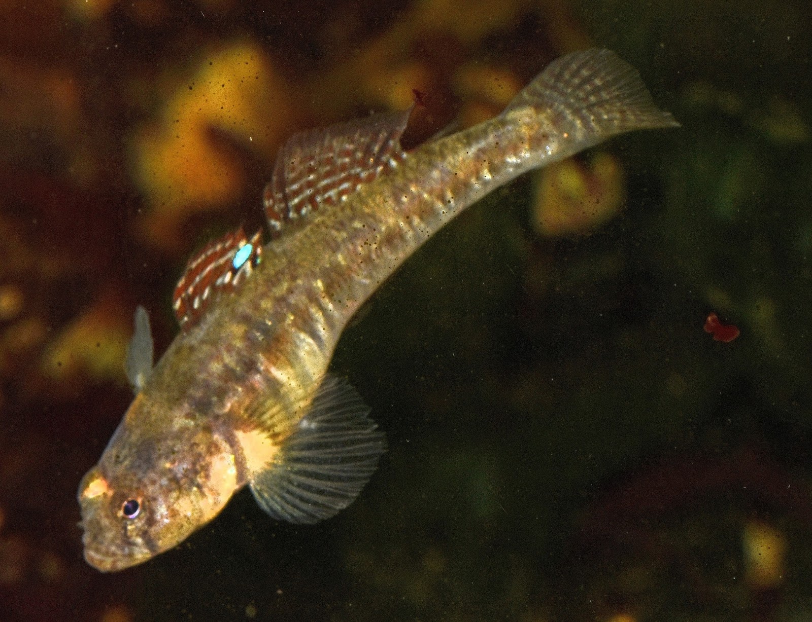 goby espadrilles