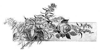 rose artwork illustration image rose flower drawing image graphics illustration