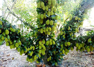 Cara Pembibitan dan Perawatan Pohon Nangka Agar Berbuah Banyak http://tipspetani.blogspot.com/2017/04/cara-pembibitan-dan-perawatan-pohon.html