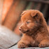 Woman In USA Killed By Puppy Bite