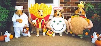 chiens hamburger