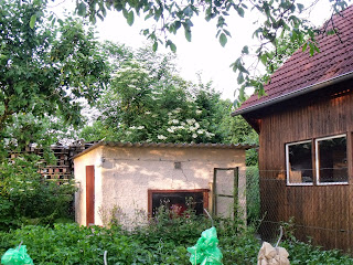 blühender Holunde hinter dem Hühnerhaus (C) by Joachim F. Wenk