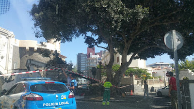 Cae un árbol sobre un coche, Las Palmas de Gran Canaria