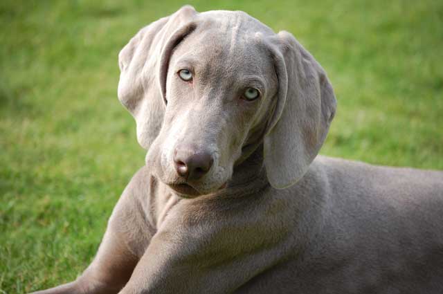 Weimaraner Dog Breeders Uk Weimaraner Dog Breeders Uk
