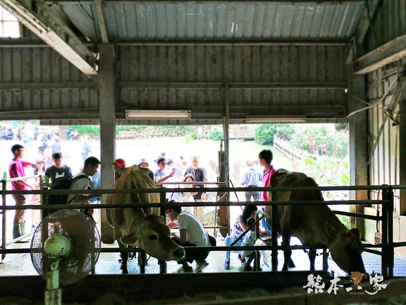 媲美清境青青草原|苗栗飛牛牧場|乳牛綿羊生態區~擠牛奶餵小羊小牛體驗