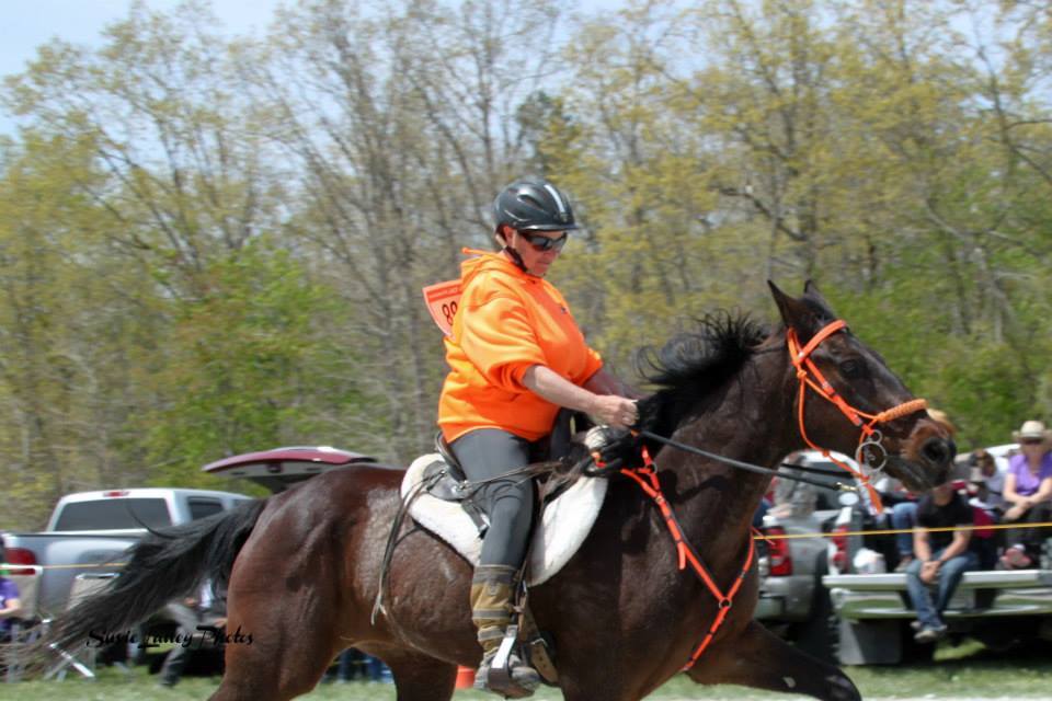 In which I learn new stuff about Standardbreds the speedracking horses