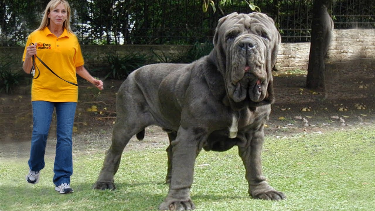Dünyanın en büyük köpeği FOTO Her Gün 5 İlginç Bilgi