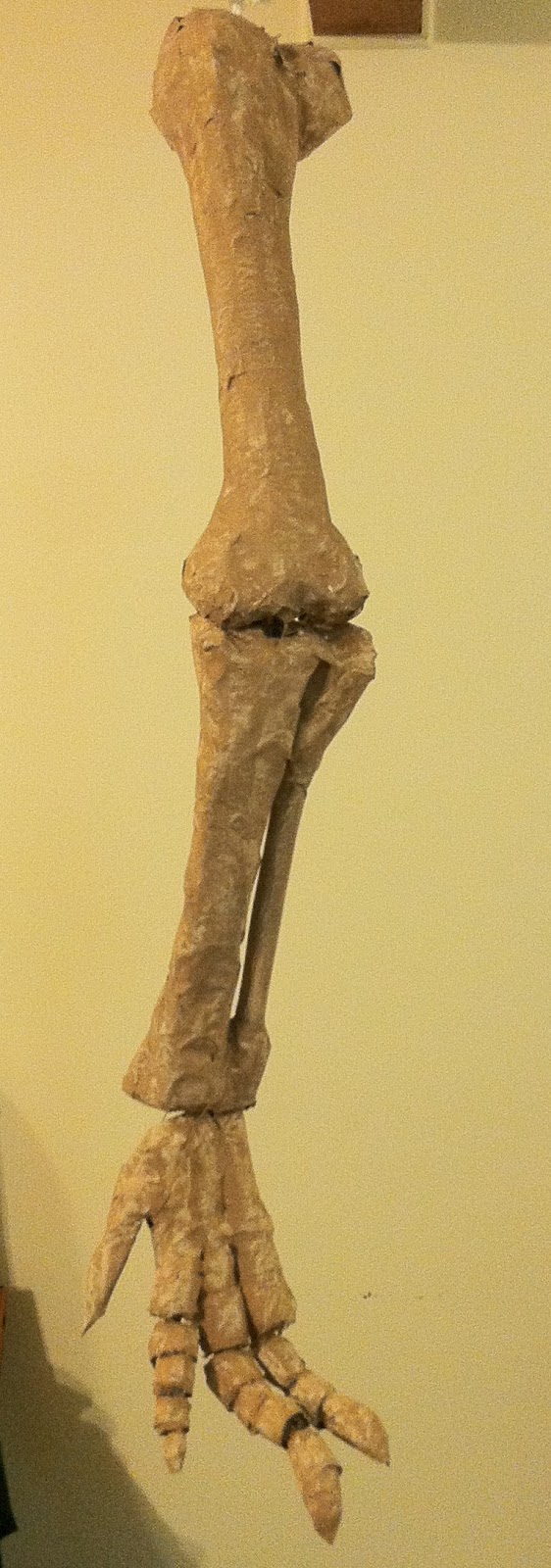 dinosaur leg fossil