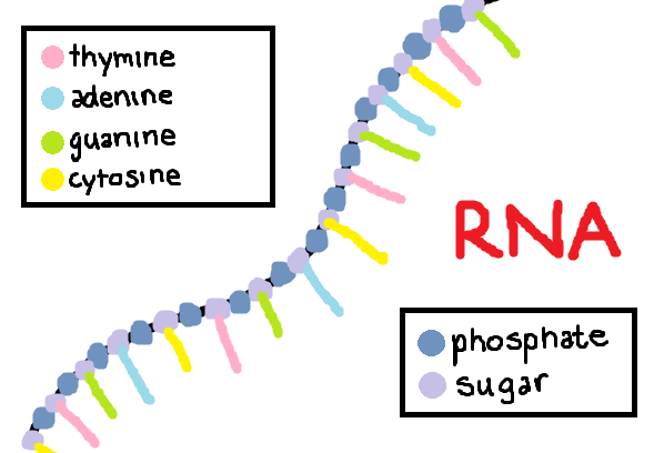 Cupcakes And Biology  Dna    Rna Structure  U0026 Labels