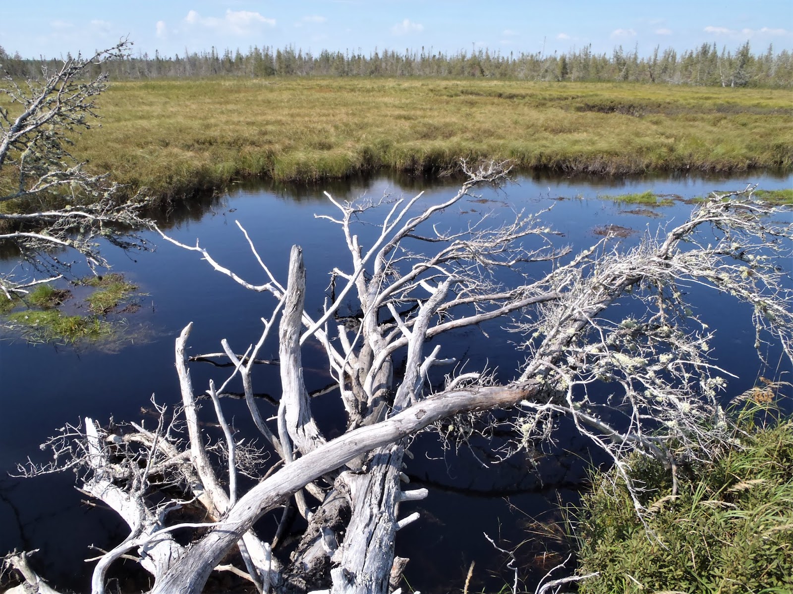 MOOSEHEAD & LOBSTER LAKES canoe camping in Maine