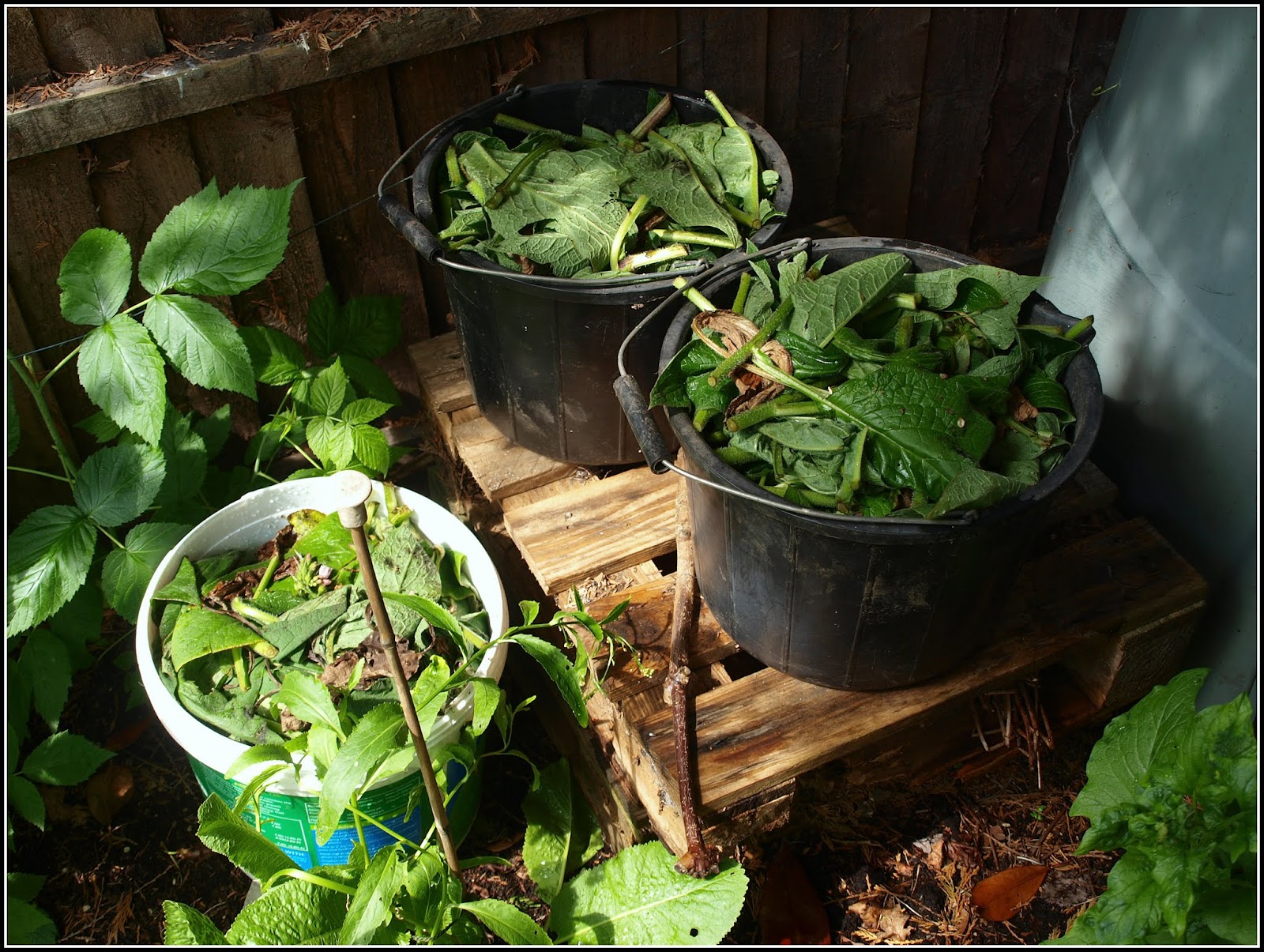 Mark's Veg Plot Boosting the stock of Comfrey