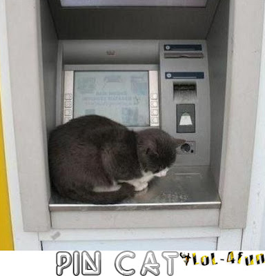 Funny cat at ATM