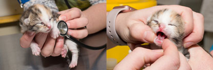 Cats Protection Bridgend kittens Cats Protection Bridgend kittens