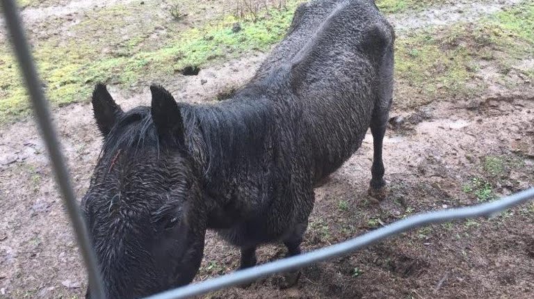 Cavallo chiede risarcimento di 100mila dollari per essere stato abbandonato.