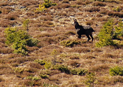 Capra neagra Rupicapra rupicapra Chamois Rebeco Zerge la Varful Cozia