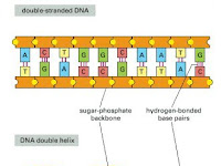 Dna Diagram Labeled Dna Diagram Labeled