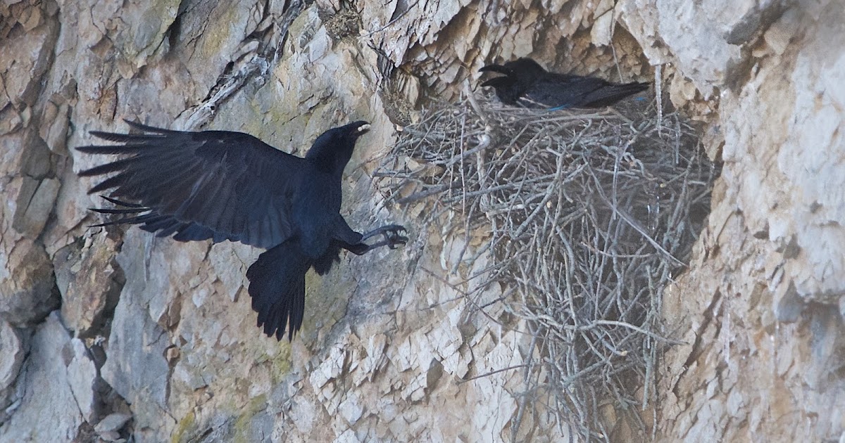 Back in the U.S.A. The Ravens and Their Nest