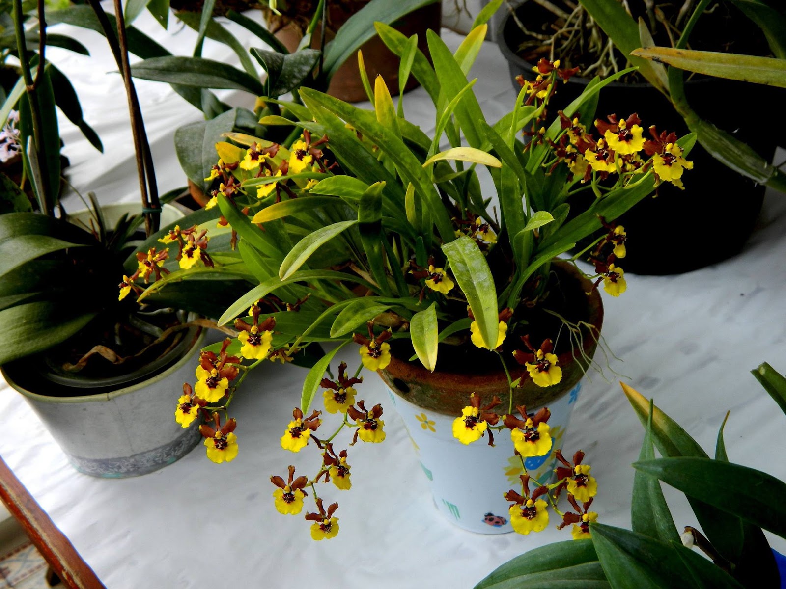 Grow and care Oncidium croesus orchid The Rich Blooming Oncidium