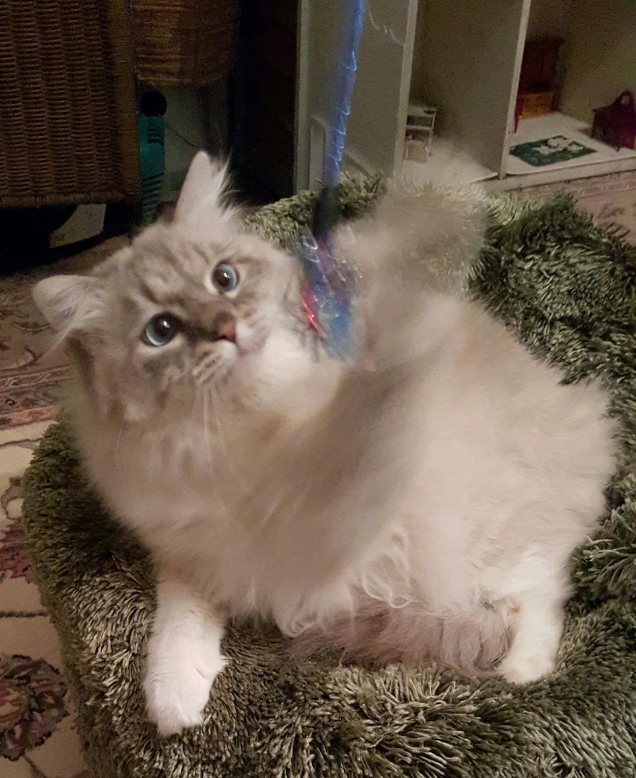 Cherished Siberians Siberian Cat Breeder from Unionville, Virginia