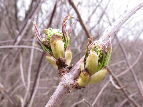 Cornus racemosa