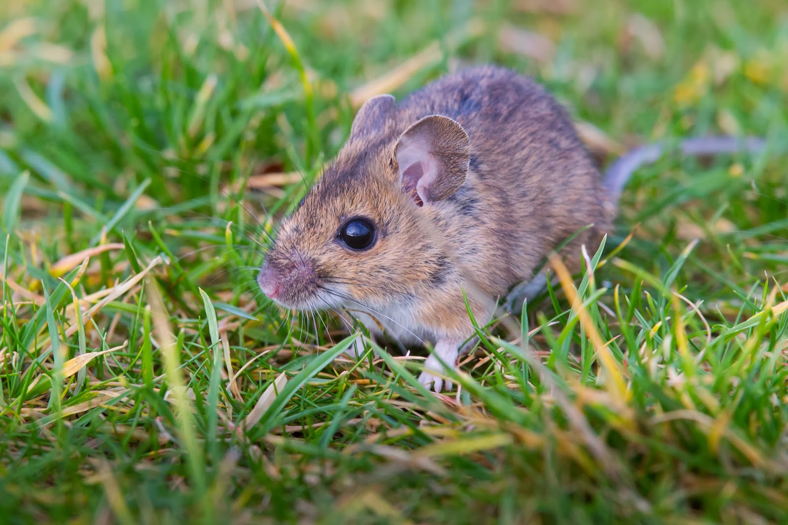 Oxfordshire Wildlife Wood Mouse