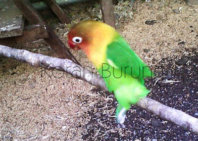 Bagaimana Solusi Lovebird Yang Sering Kawin Tangkringan Banyak Lovebird mania dalam dunia kekekan atau penangkar melihat lovebird yang Gestang Bagaimana Solusi Lovebird Yang Sering Kawin Tangkringan