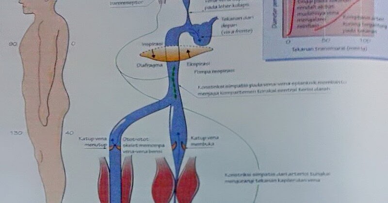 Anatomi Fisiologi Dan Jaringan Cairan Tubuh Manusia Klinikabar