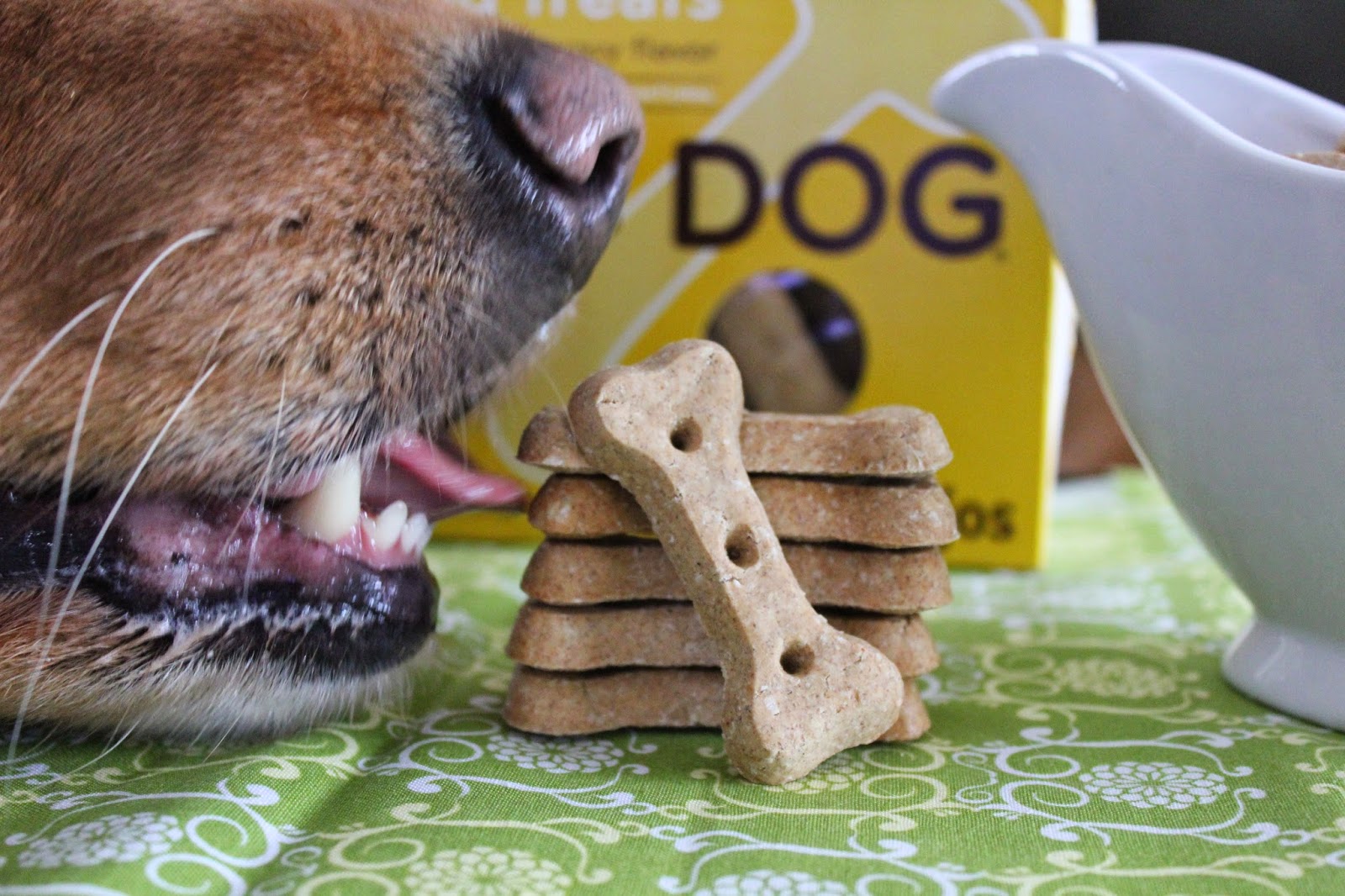 dogs tasting Sojos dog treats for big dogs