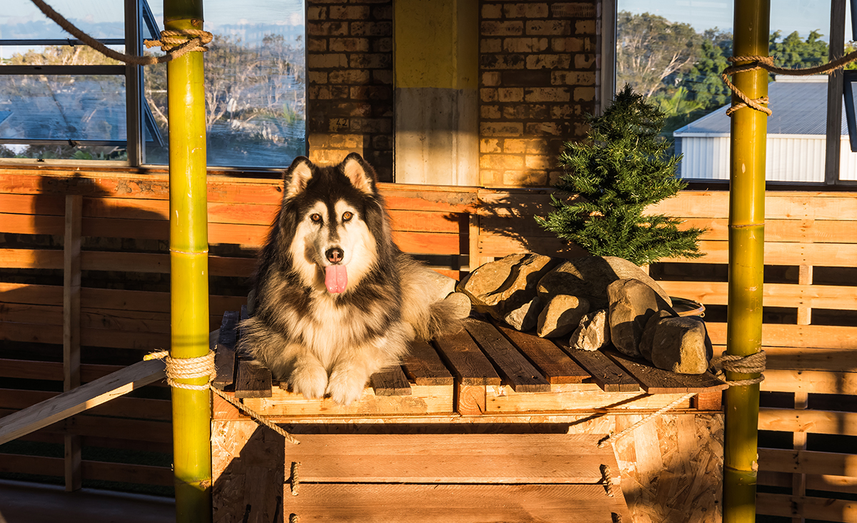 Wolfhouse Dog Daycare & Adventure Campus Australian Dog Lover