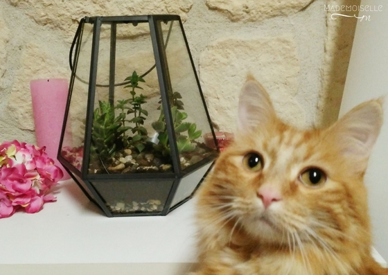 Tutoriel terrarium plantes grasses succulentes cactées