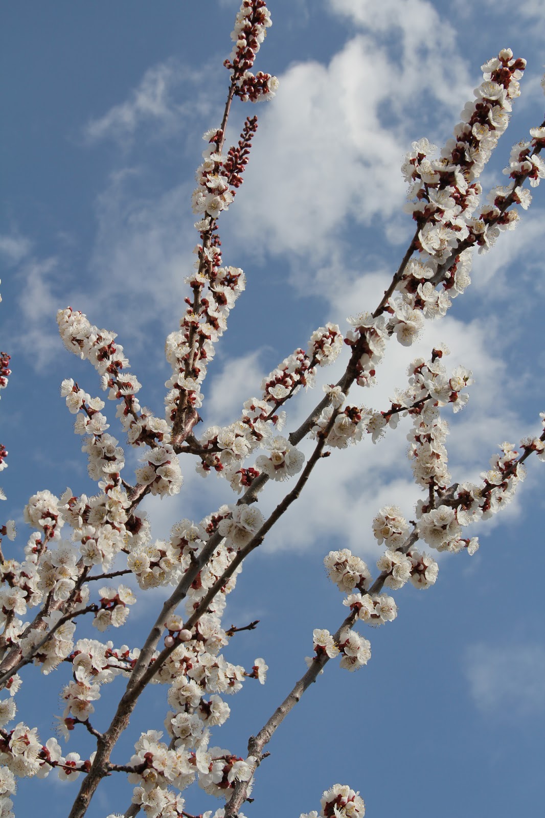 Beit Emmett Popcorn popping on the apricot tree
