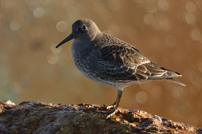 Territ fosc (Calidris maritima)