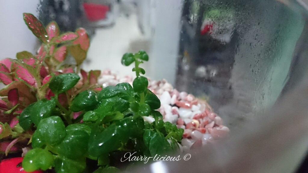 xavvylicious [Review + Discount Code] Floral Garage Sg DIY